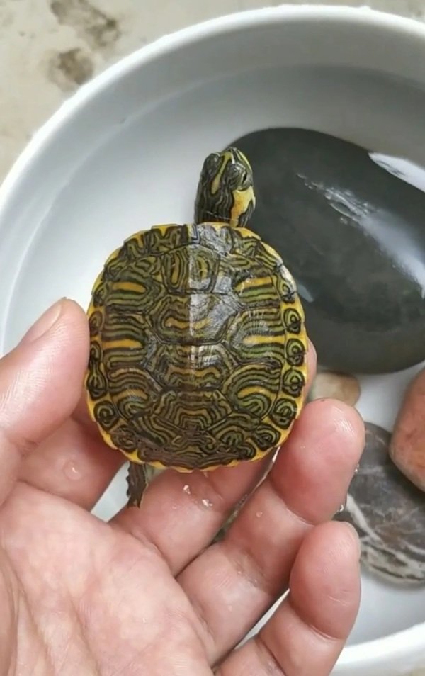 rùa bụng vàng 25