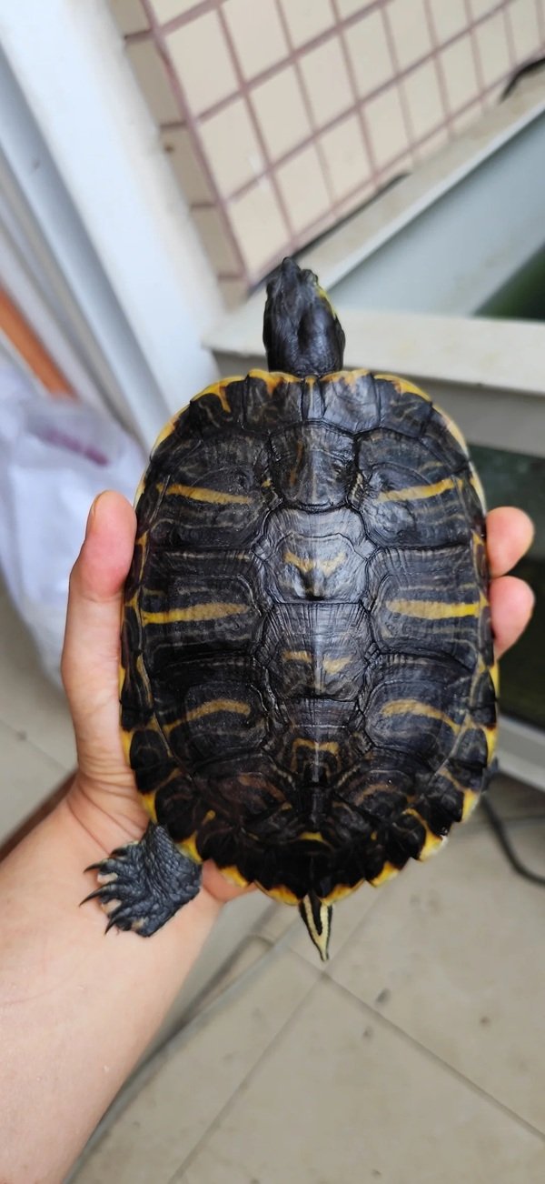 rùa bụng vàng 26