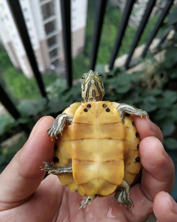 rùa bụng vàng 27