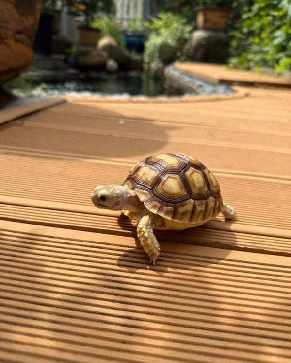 rùa bụng vàng 28