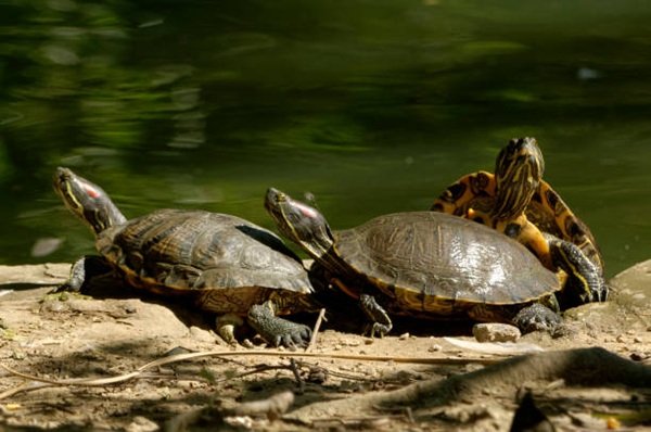 rùa bụng vàng 3