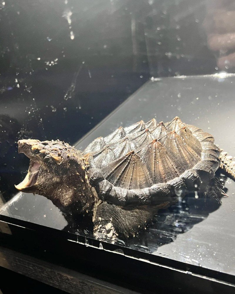 rùa cá sấu 11