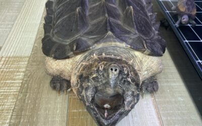 Rùa cá sấu là gì? Giá bán, tập tính và cách nuôi chi tiết