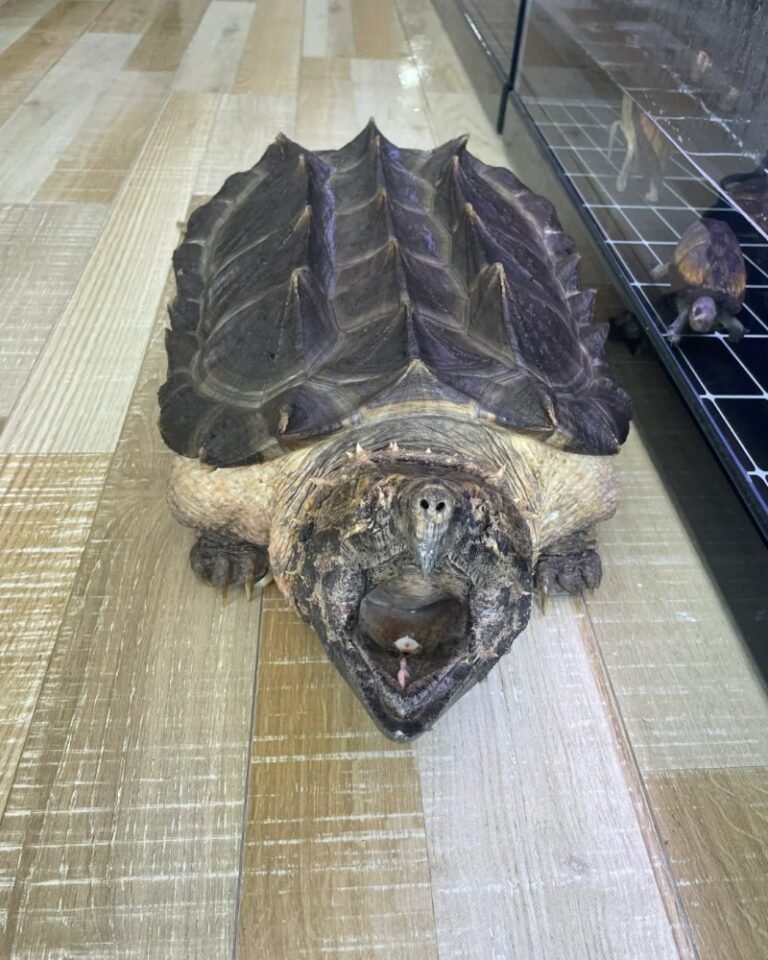 Rùa cá sấu là gì? Giá bán, tập tính và cách nuôi chi tiết