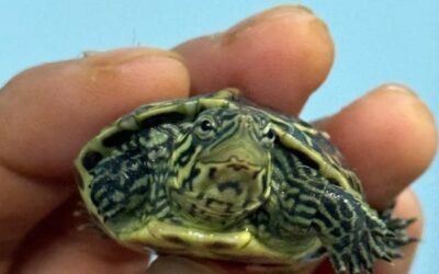 Rùa cổ sọc – Loài rùa nước ngọt dễ nuôi, dễ nhận biết