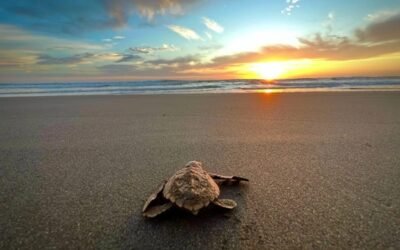 Rùa da – Loài rùa biển khổng lồ với những đặc điểm đặc biệt