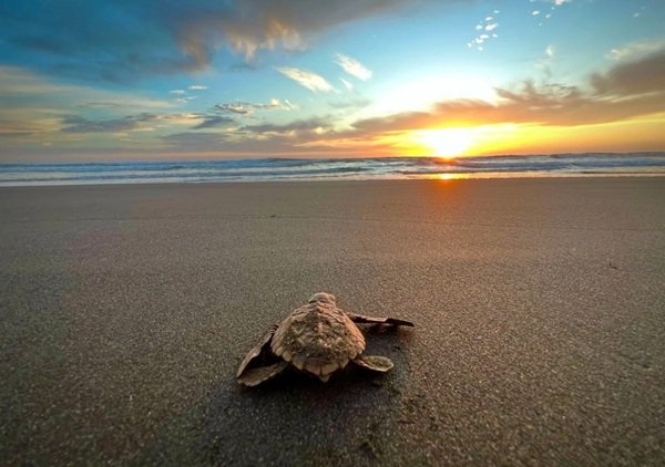 Rùa da – Loài rùa biển khổng lồ với những đặc điểm đặc biệt