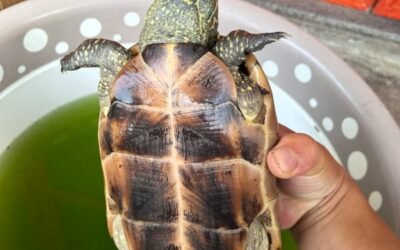 Rùa đầu to – Đặc điểm, giá trị và kinh nghiệm nuôi thực tế