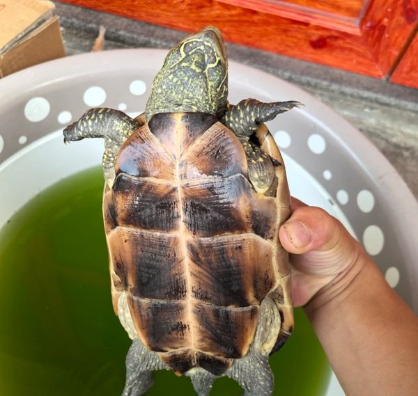 Rùa đầu to – Đặc điểm, giá trị và kinh nghiệm nuôi thực tế