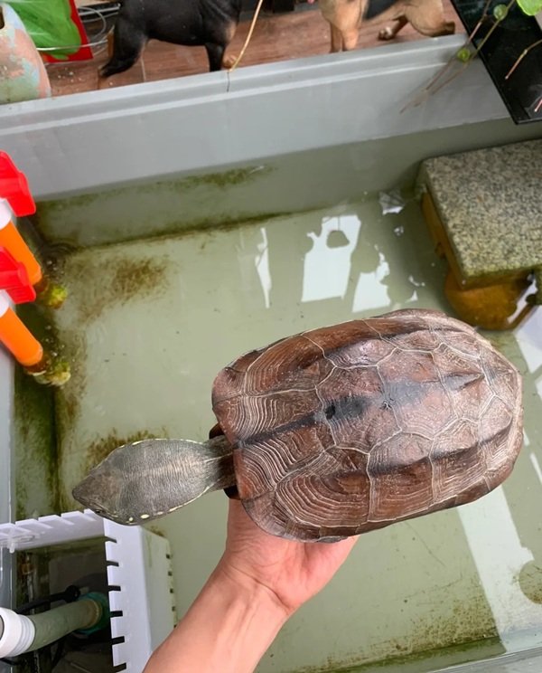 rùa đầu to 3