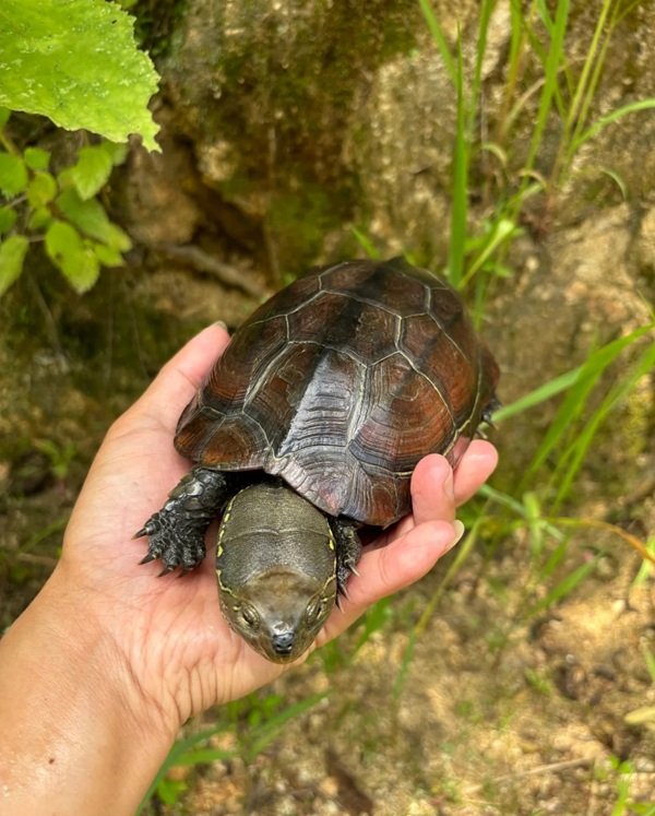 rùa đầu to 4