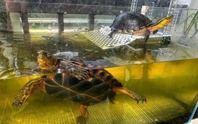 Rùa hộp – Đặc điểm, phân loại và những điều cần biết