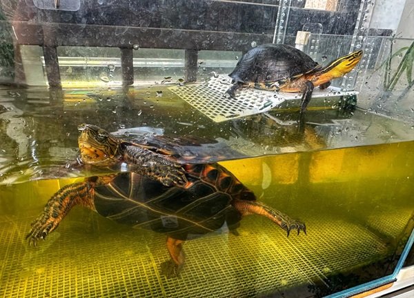 Rùa hộp – Đặc điểm, phân loại và những điều cần biết