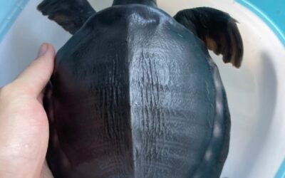 Rùa mũi lợn – Loài rùa kỳ lạ bậc nhất với ngoại hình lạ nhất