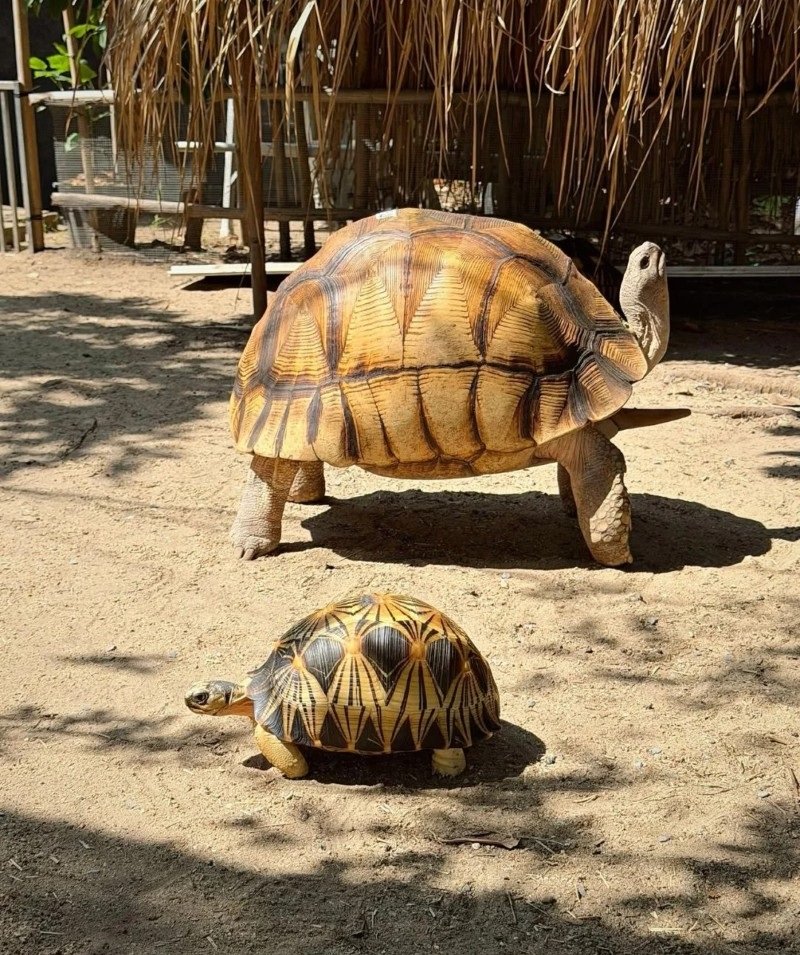 rùa núi vàng 10
