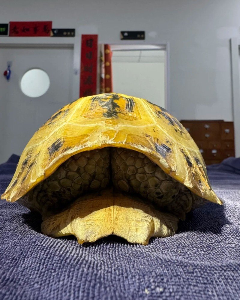 rùa núi vàng 21