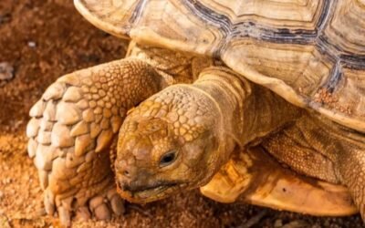 Rùa núi vàng là gì? Đặc điểm, giá bán và những điều cần biết