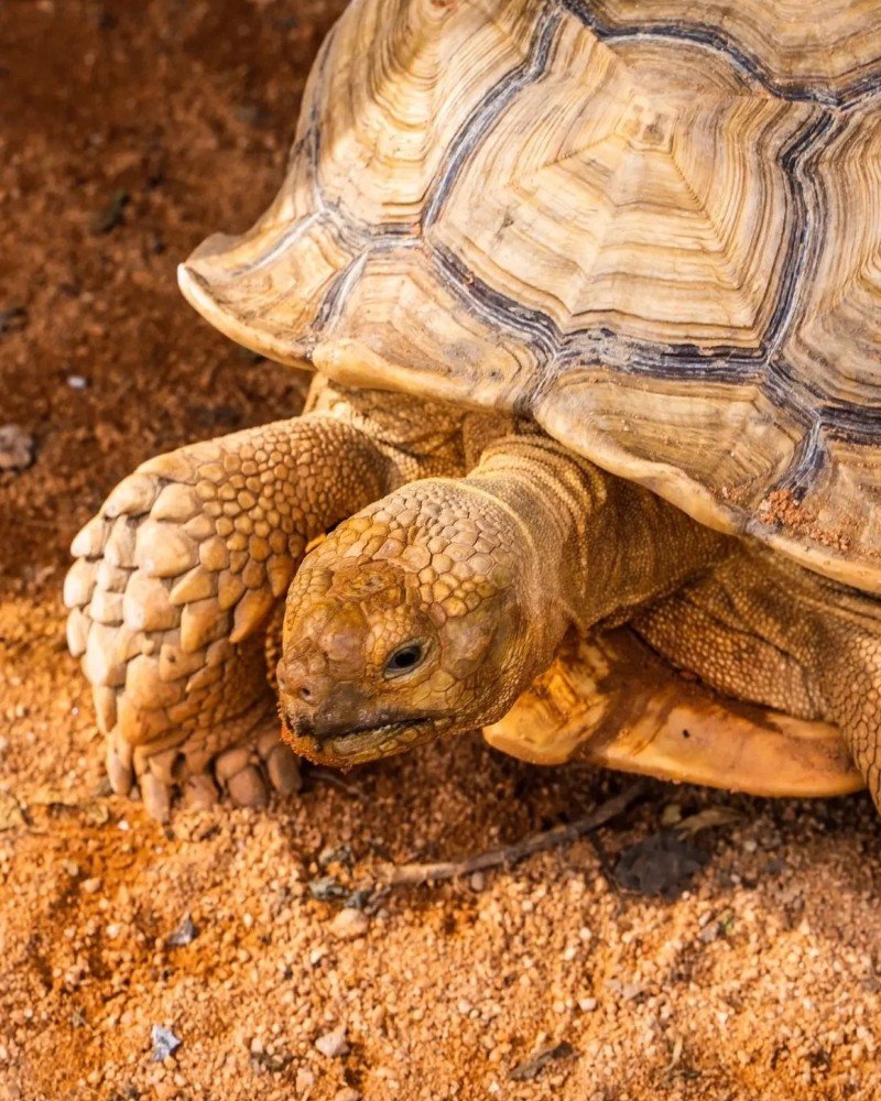 rùa núi vàng 23