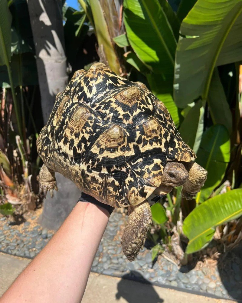 rùa núi vàng 25