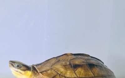 Rùa núi viền – Đặc điểm sinh học và môi trường sống