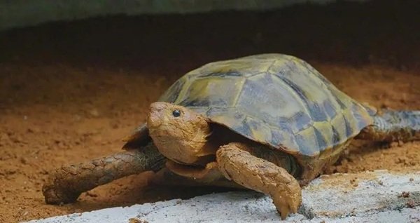 rùa núi viền 17