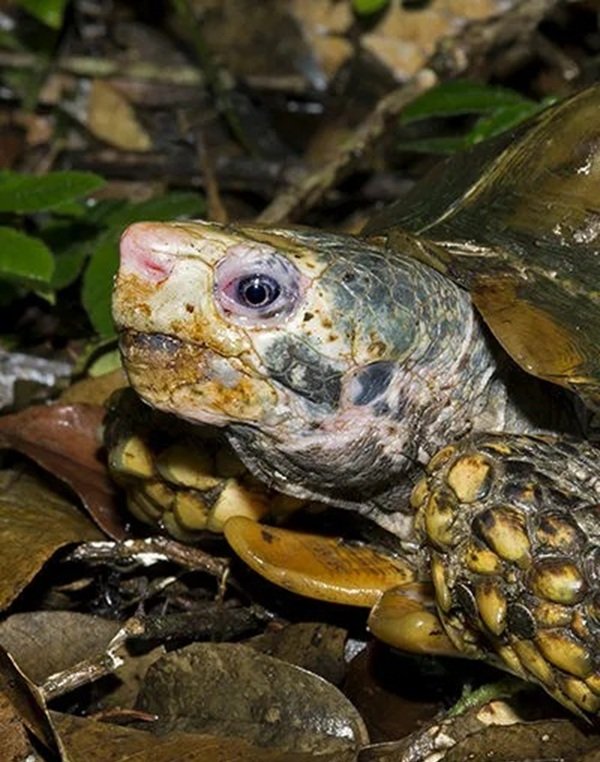 rùa núi viền 19