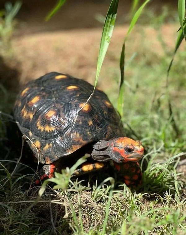 rùa núi viền 26
