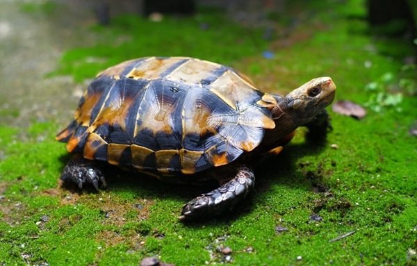 rùa núi viền 29