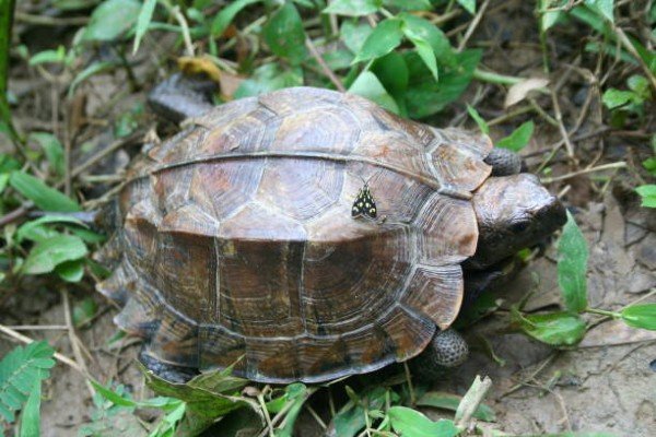 rùa núi viền 6