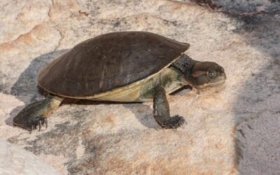 Rùa răng – Đặc điểm hiếm gặp, giá bán và kinh nghiệm