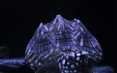 Rùa sao đêm – Loài rùa độc đáo với hoa văn huyền bí