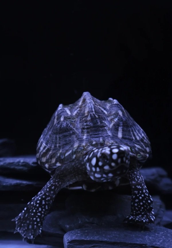 Rùa sao đêm – Loài rùa độc đáo với hoa văn huyền bí