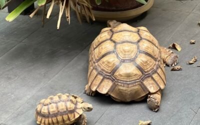 Rùa Sulcata là gì? Giá bán, cách nuôi và cách chọn rùa khỏe