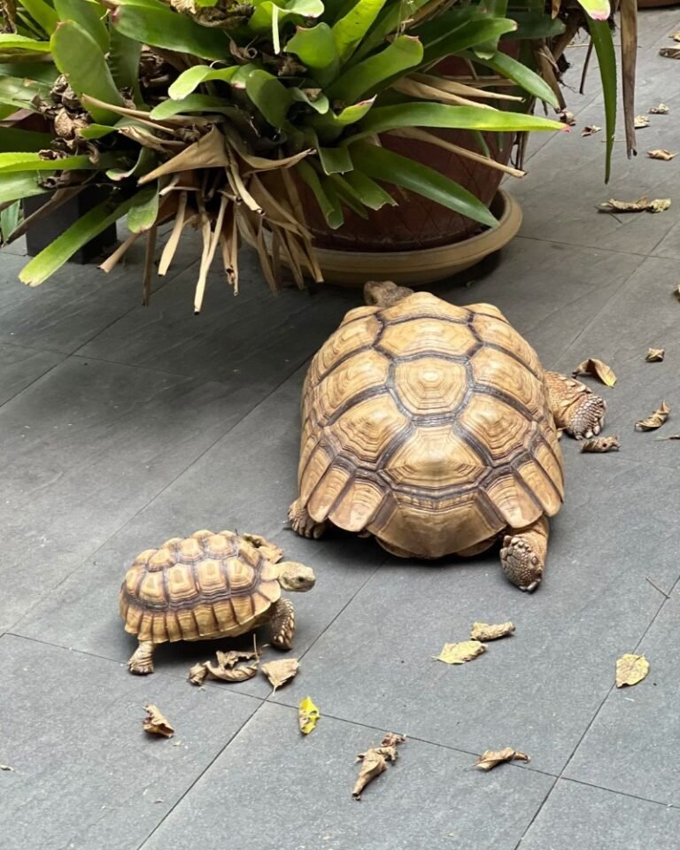 Rùa Sulcata là gì? Giá bán, cách nuôi và cách chọn rùa khỏe