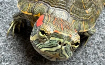 Rùa tai đỏ là gì? Giá bán, cách nuôi và những điều cần biết