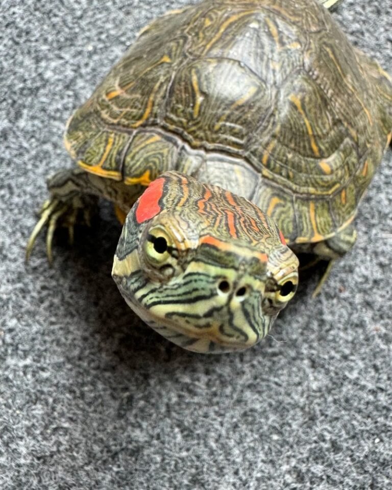 Rùa tai đỏ là gì? Giá bán, cách nuôi và những điều cần biết