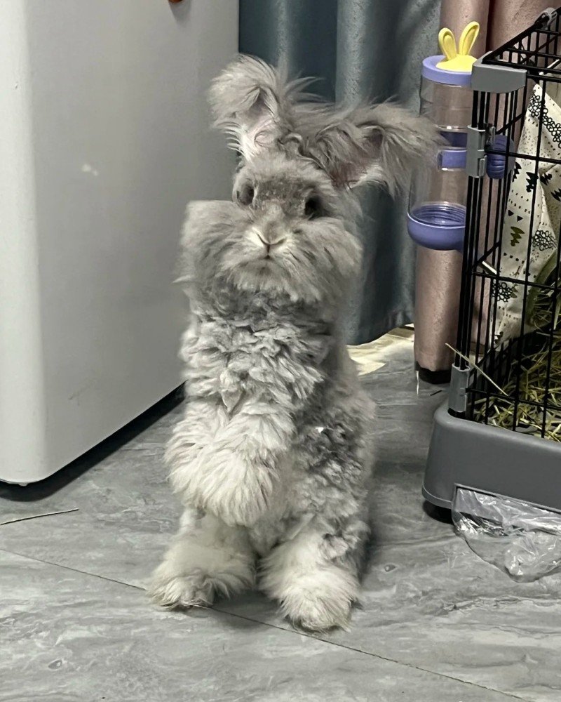 thỏ angora 1