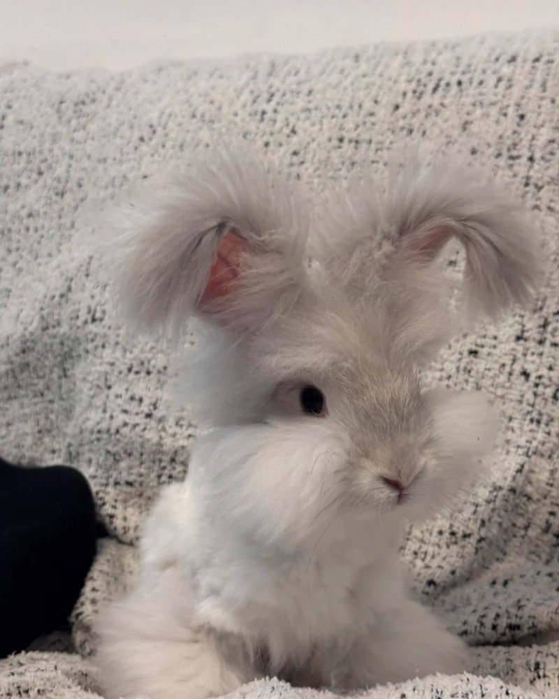 thỏ angora 16