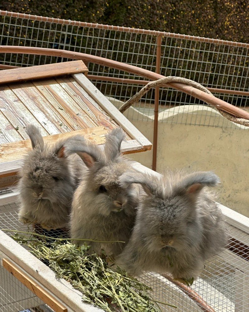 thỏ angora 18