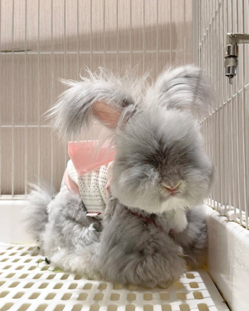 thỏ angora 19