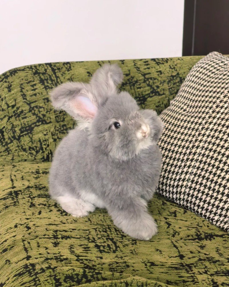 thỏ angora 22