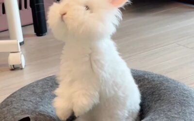 Thỏ Angora – thỏ lông dài cao cấp được nhiều người yêu thích