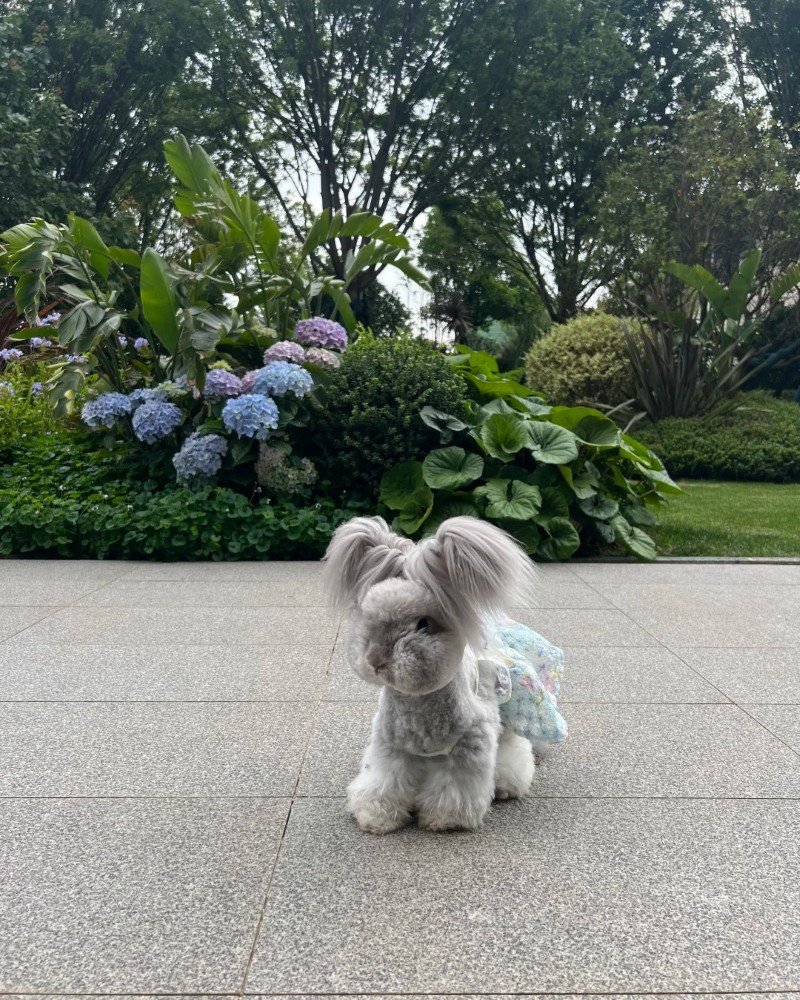 thỏ angora 27