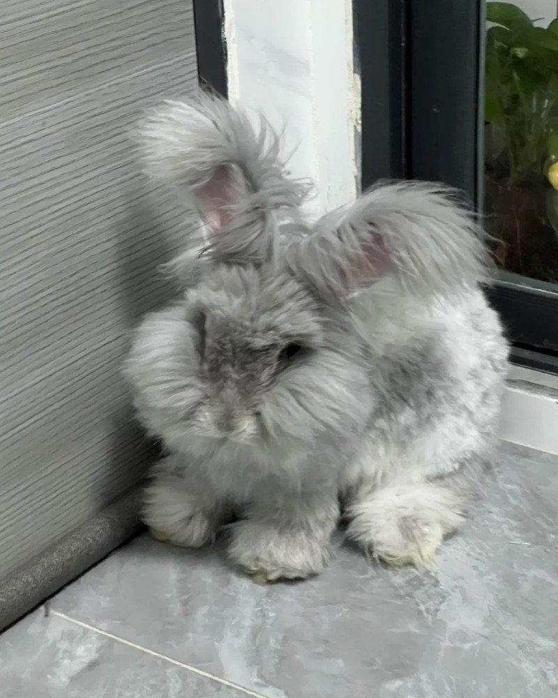 thỏ angora 3
