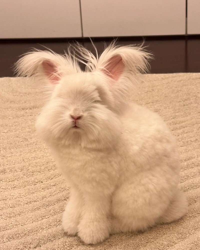 thỏ angora 31