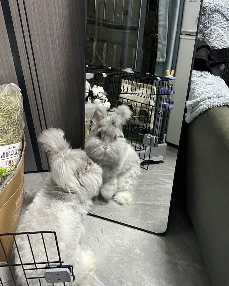 thỏ angora 4