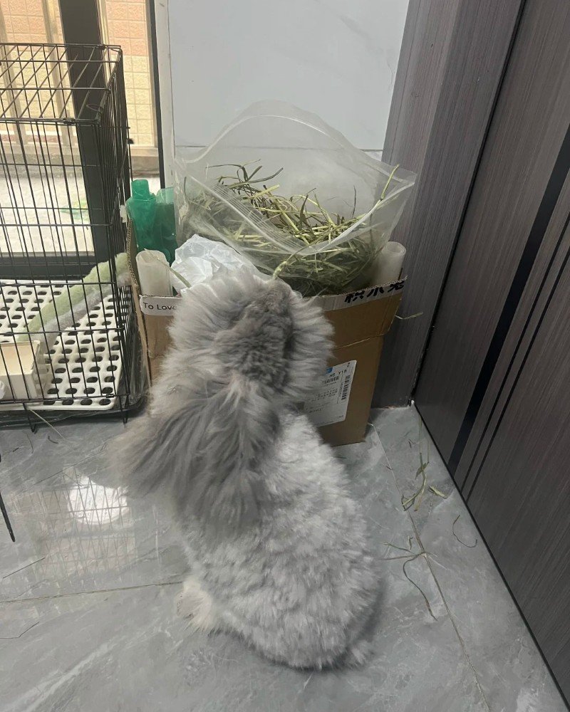 thỏ angora 5