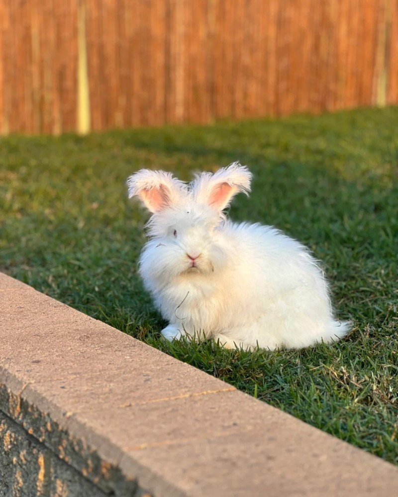 thỏ angora 7