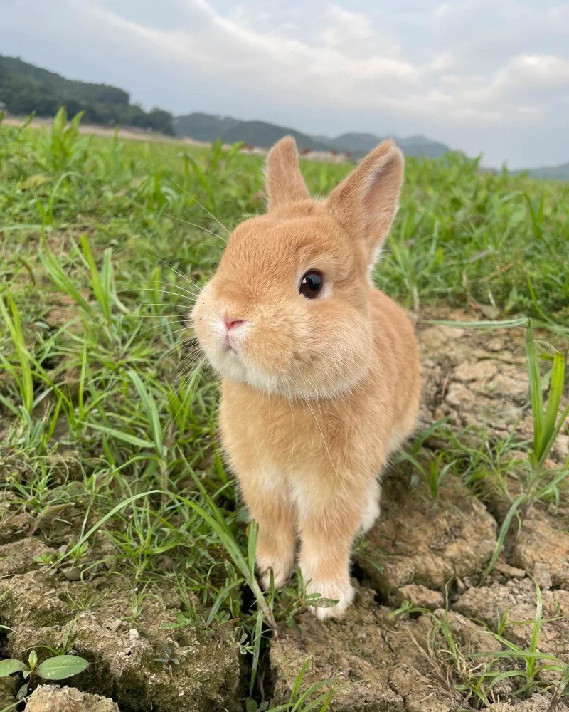 thỏ cảnh 3