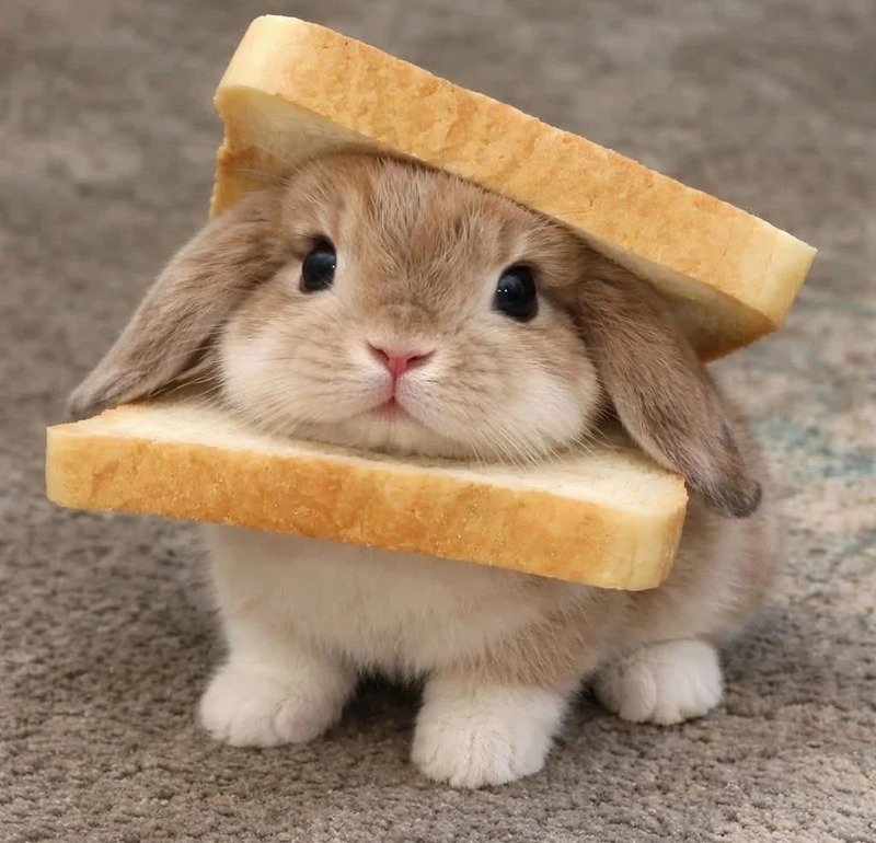 Hình ảnh thỏ chibi ngộ nghĩnh